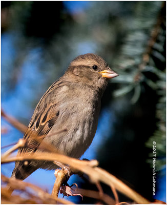 K3E6278House Sparrow-female.jpg