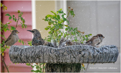K3E6238-House Sparrows and Starling.jpg