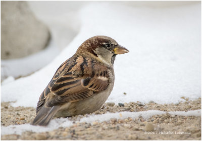 K3E6389-House Sparrow-male.jpg