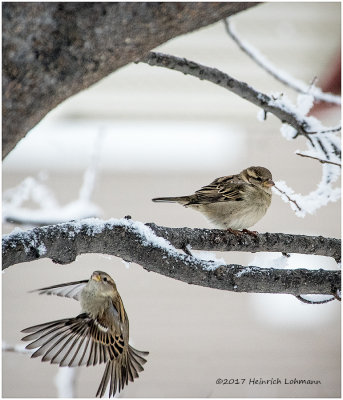 K3E6700-House Sparrows-female.jpg