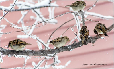 K3E6671-House Sparrows.jpg