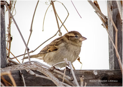 K3E6794-House Sparrow-female.jpg