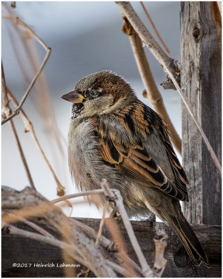 K3E6801-House Sparrow-male.jpg