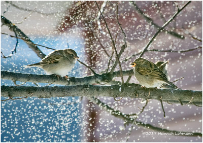K3E6922-House Sparrows.jpg