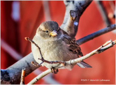 K3E6911-House Sparrow-female.jpg
