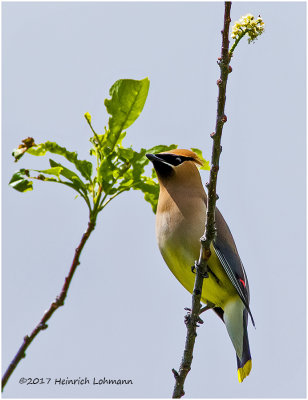 K413075-Cedar Waxwing.jpg