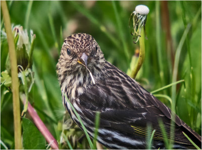 K3C7001-Pine Siskin.jpg