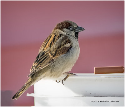 K3E7052-House Sparrow-male.jpg