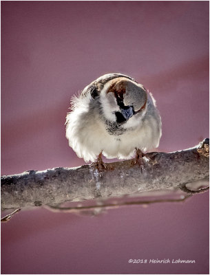 K3E7139-House Sparrow-male.jpg