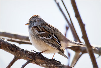 KP10174-House Sparrow-female.jpg