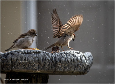 KP10343-House Sparrows.jpg