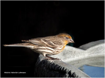 KP10634-House Finch-female.jpg