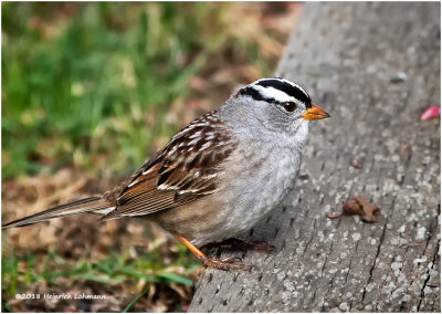 KP10768-White Crowned Sparrow.jpg