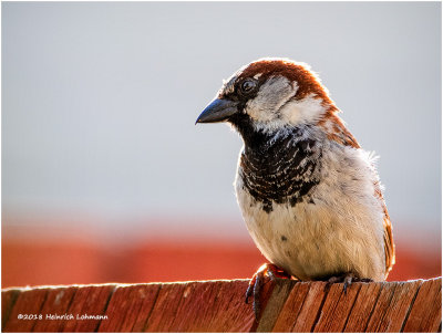 KP10927-House Sparrow-male.jpg