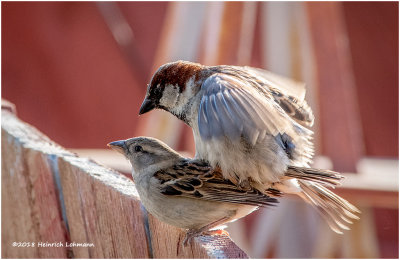 KP10977-House Sparrows.jpg