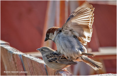 KP10978-House Sparrows.jpg