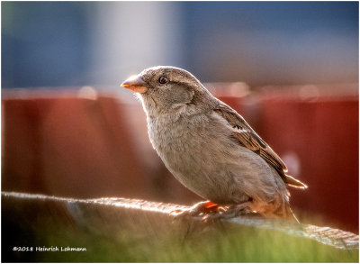 KP11051HouseSparrow-female.jpg