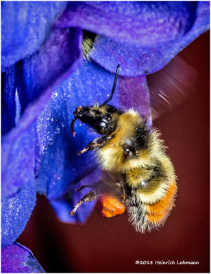 K319897 Redtailed Bumble Bee.jpg