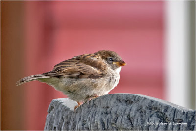 KP11991 House Sparrow-juvenile-female.jpg