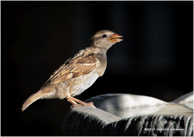 KP12385 House Sparrow-juvenile.jpg