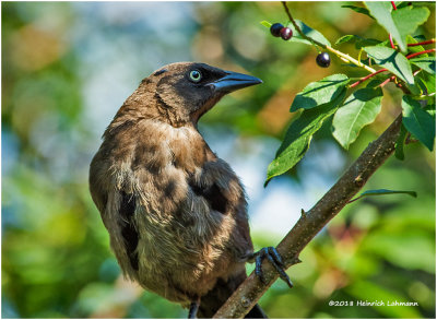 KP12430Grackle juvenile.jpg