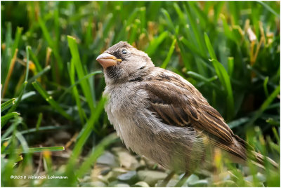 KP12603 House Sparrow female juvenile.jpg
