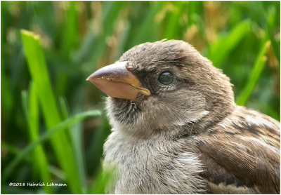 KP12602 House Sparrow-female-juvenile.jpg