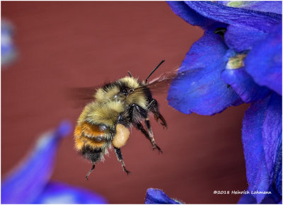 K320241 Redtailed Bumble Bee.jpg