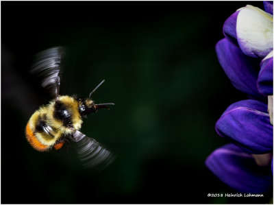 K320337  Redtailed Bumble Bee.jpg