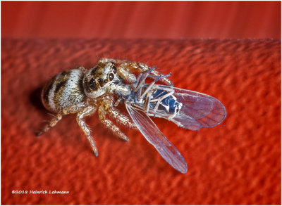 K320651-Metaphid Jumping Spider with prey.jpg