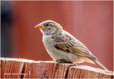 KP12827 House Sparrow female juvenile.jpg