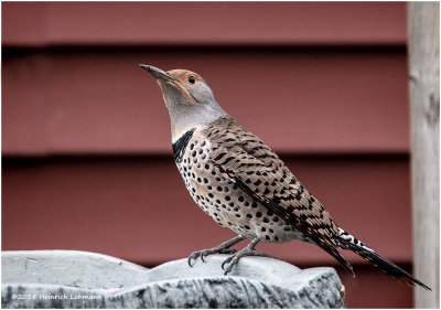 KP15115 Northern-Flicker.jpg