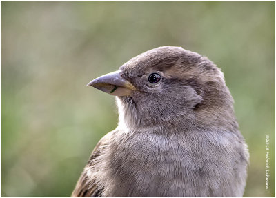 KP15226 House Sparrow female.jpg