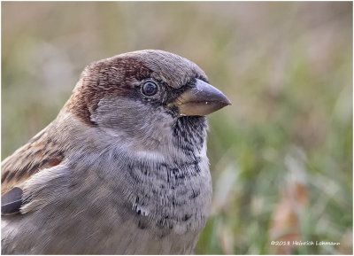 KP15228 House Sparrow male.jpg