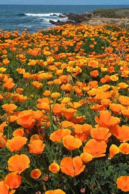 Bluff Poppies (Up to 20X30)