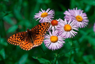 Butterfly on Asters (Up to 12X18)