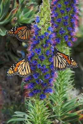 Monarch Trio (Up to 20X30)