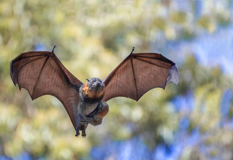 Mother And Baby In Flight<br/><h4>*Merit*</h4>