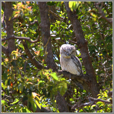 Owl in Tree 2