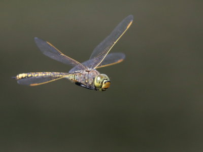 Dragonfly*Merit*