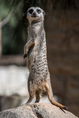 Meerkat