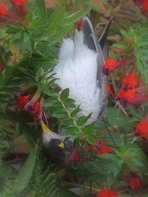 Feeding Upside Down