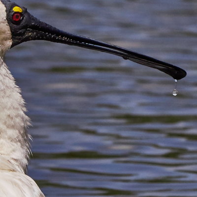 Royal Spoonbill water droplet*Merit*