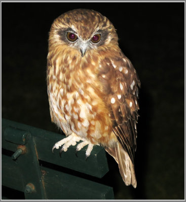 Mopoke Owl
