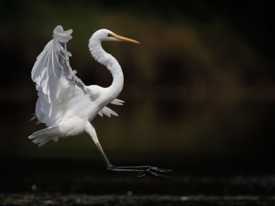 Egret*Credit*