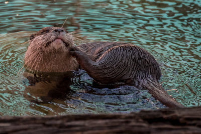 Otter itch