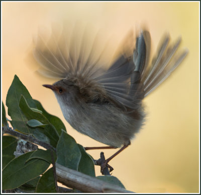 The Landing*Merit*