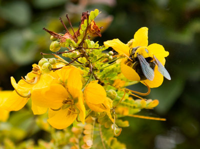 Bee-a-flower