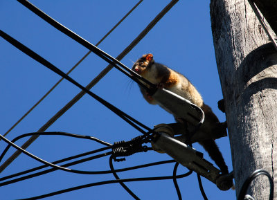 Ringtail possum forced move