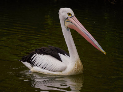 An Australian Pelican